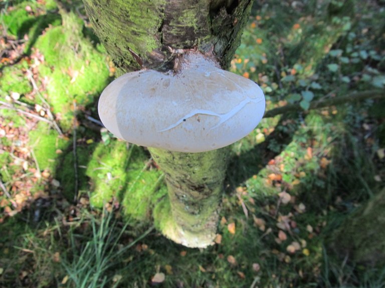 Birch Polypore.JPG