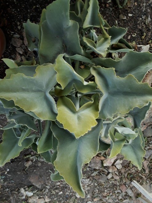 kalanchoe.jpg