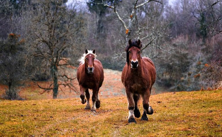 horses-1984977__480.jpg