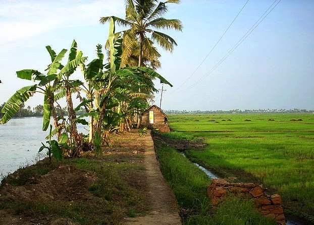 Kuttanad 2.jpg