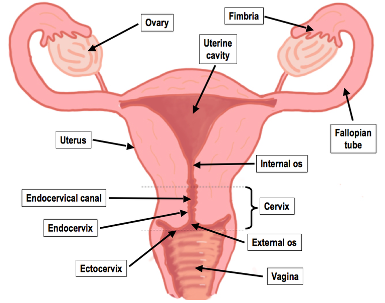 female-reproductive-system1.png