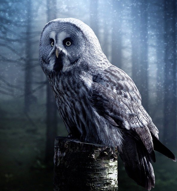 111 owl-1727370_640.jpg