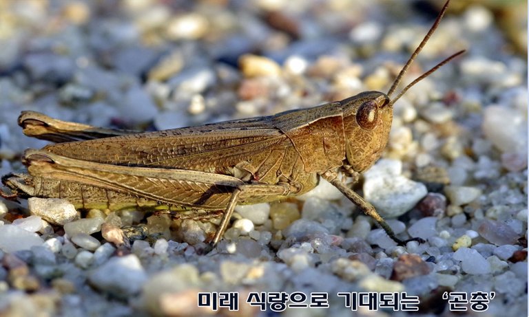 식량기대 곤줓.jpg