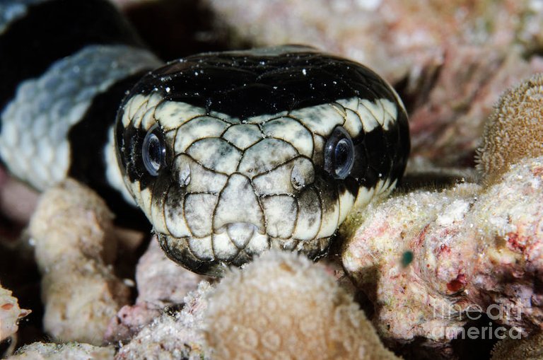 black-and-white-sea-krait-indonesia-todd-winner.jpg