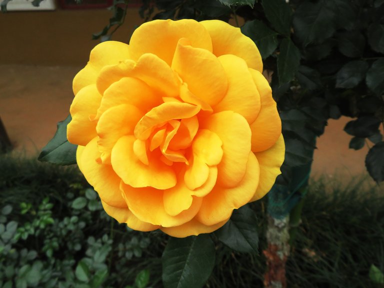 5037-OrangeRose.JPG