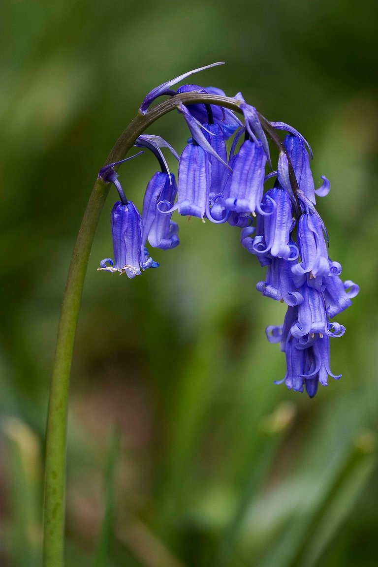 1200px-Hyacinthoides_non-scripta_(Common_Bluebell).jpg