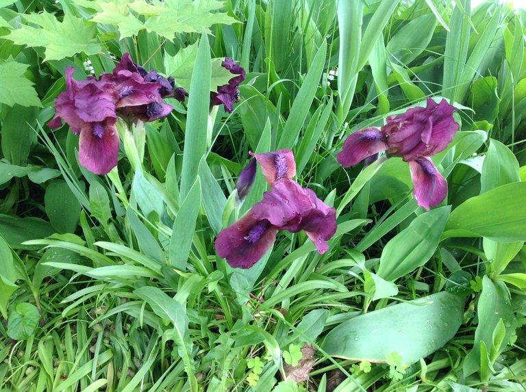 bearded irises.JPG