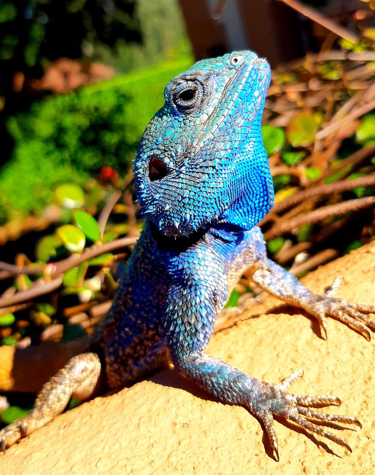 blue-headed agama_colour.jpg