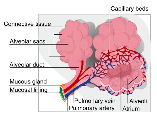 500px-Alveolus_diagram.svg.png