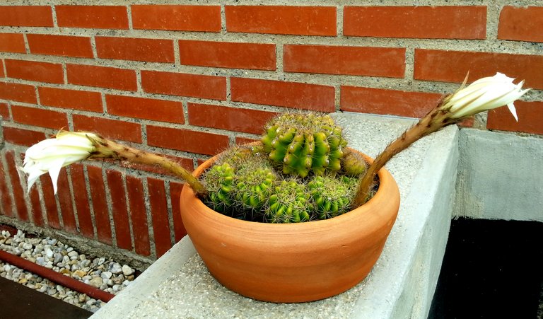Cactus 3. Original.PS.jpg
