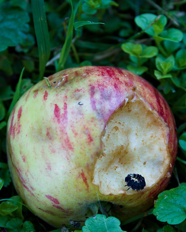 glowworm larva apple