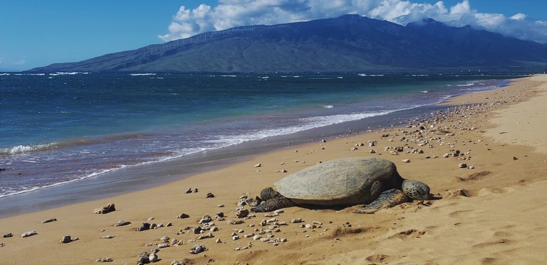 Maui Turtle.jpg