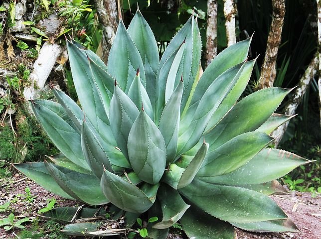 giant-aloe-vera-1546738__480.jpg