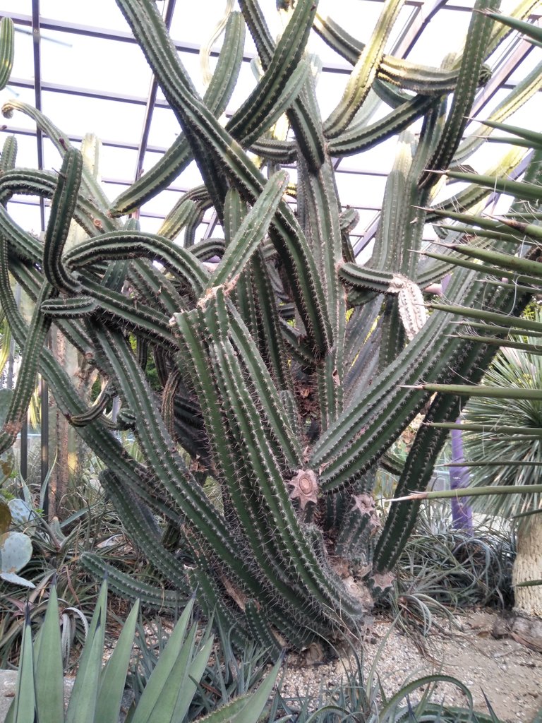 7 Grey Ghost Organ Pipe 2.jpg