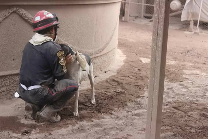 La-triste-historia-del-perrito-que-guió-a-los-rescatistas-donde-estaban-sus-amos-2.jpg