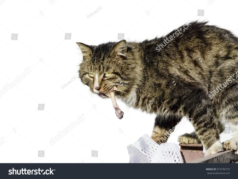 stock-photo-food-for-animals-the-cat-took-the-chicken-bone-predator-hunter-cat-673736773.jpg