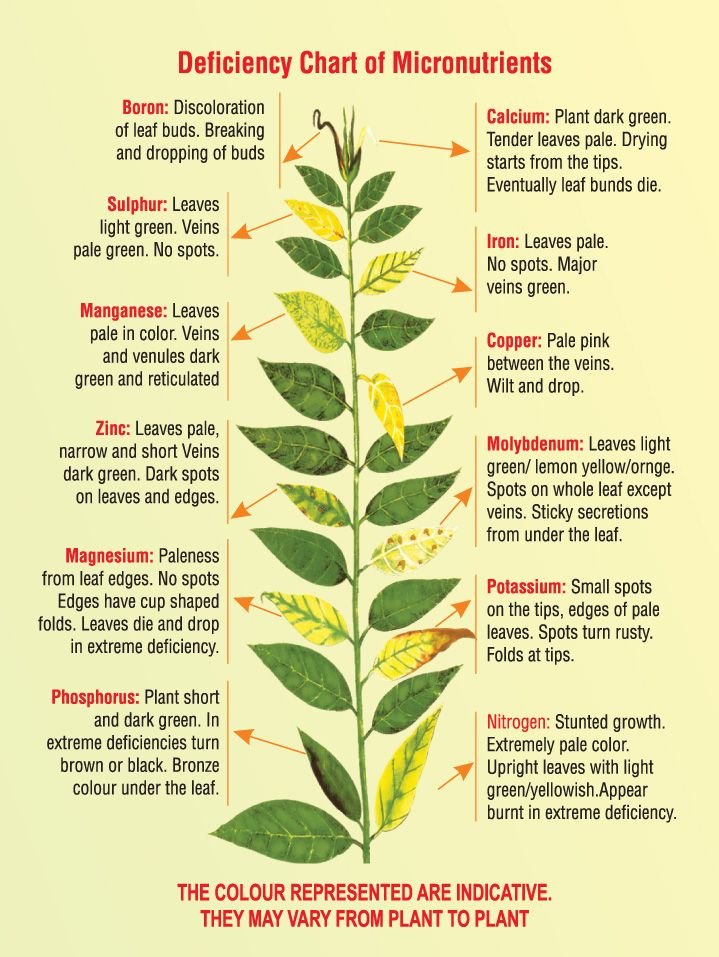 identify plant malnutrition.jpg