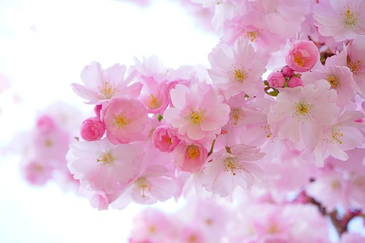 japanese-cherry-trees-324175__480.jpg