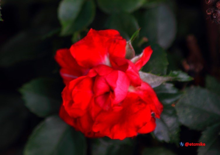 red rose M25_0003.JPG