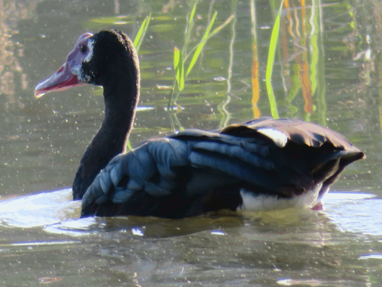 0827-Spur-winged Goose.png
