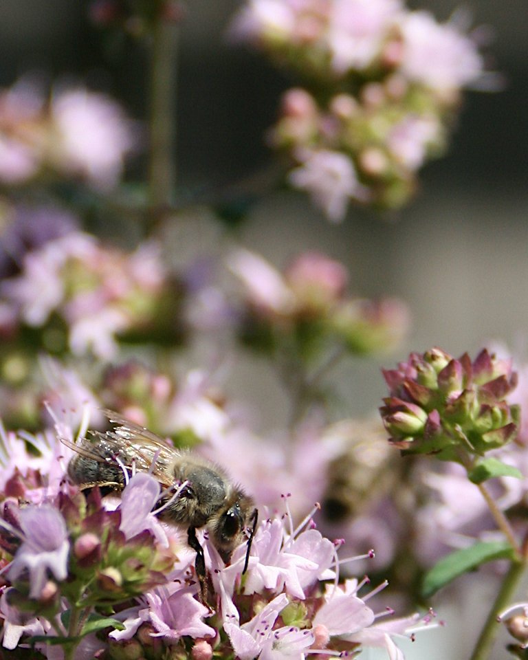 Bee on wild marjoram