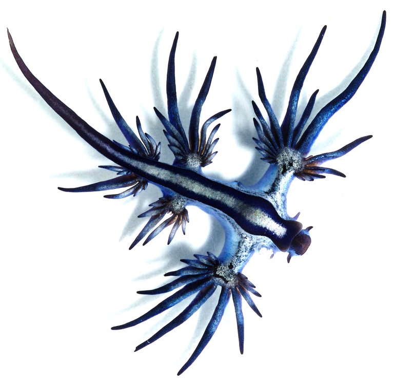 Glaucus_atlanticus_1_cropped.jpg