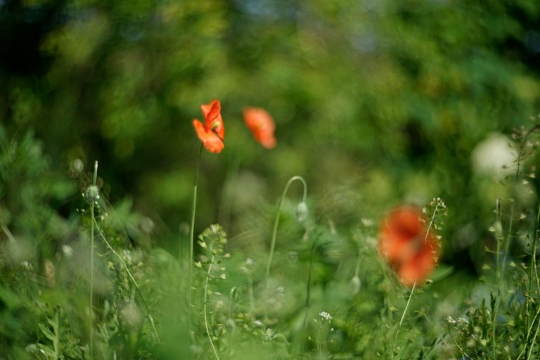 green grasses poppy bokeh.jpg