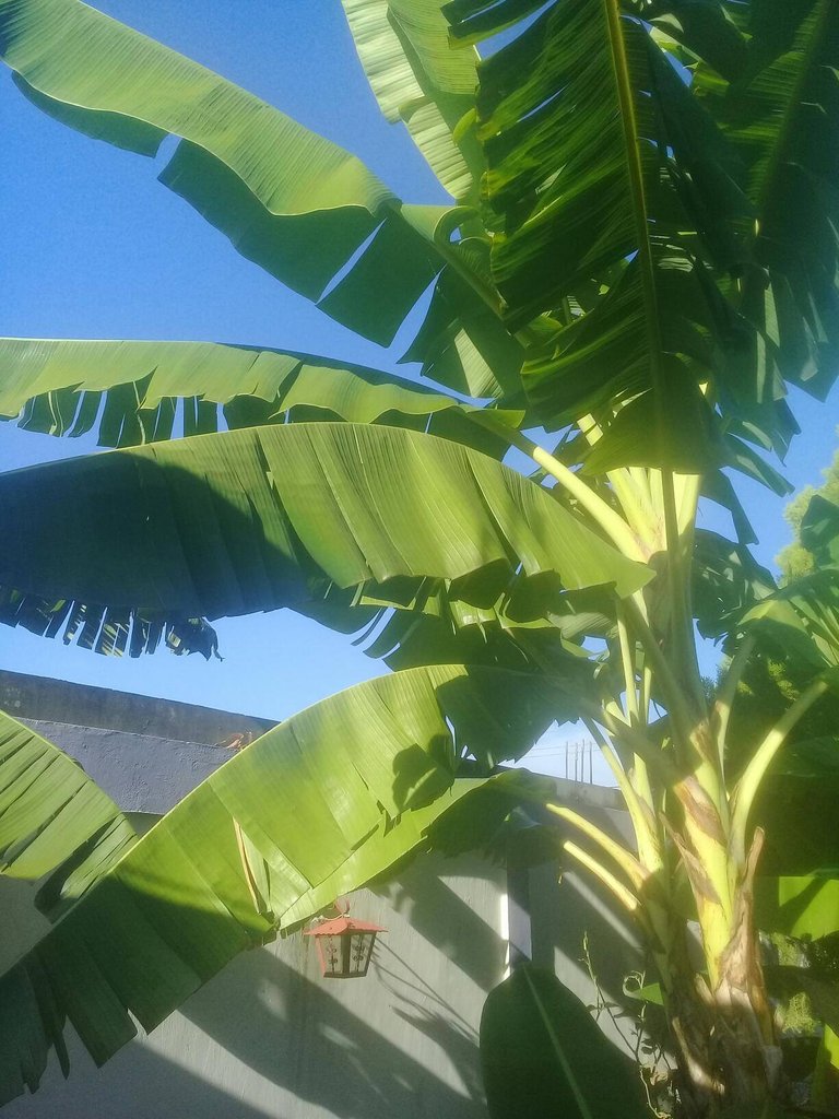 planta de platano 1.jpg