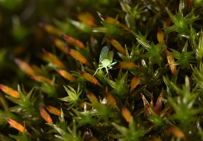 green bug moss 2.jpg