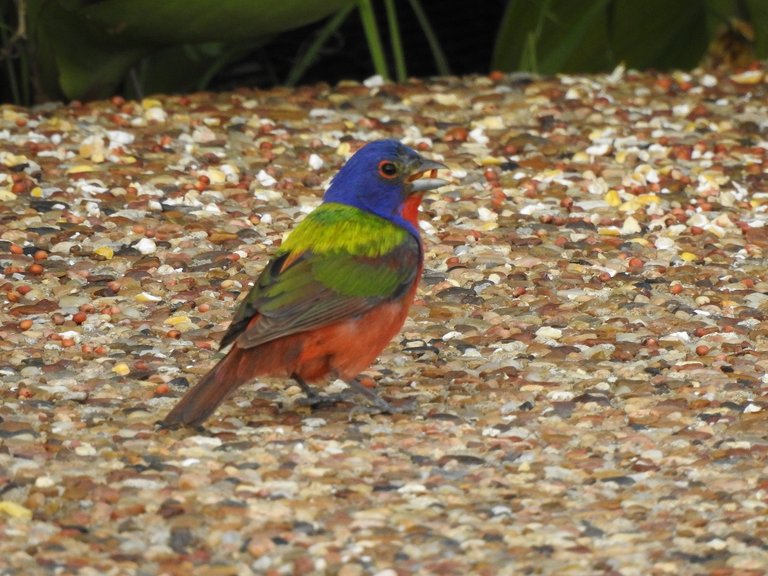 painted_bunting_male (2)_resized.jpg
