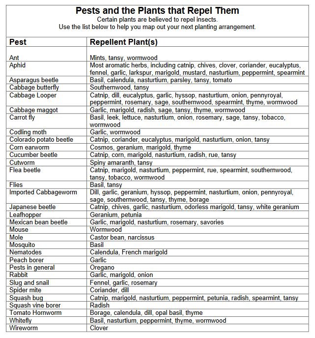 plants and the pests that they repel.JPG