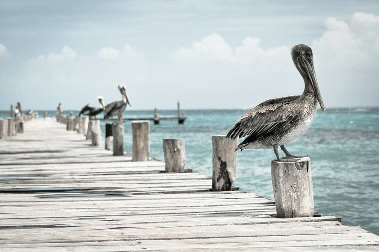 pelican-336583_1280.jpg