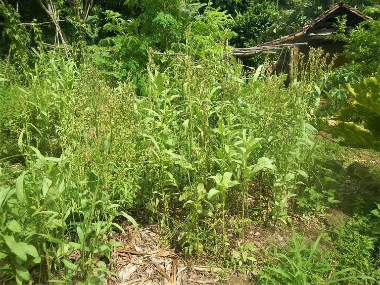 Indian_Lettuce_Permaculture.jpg