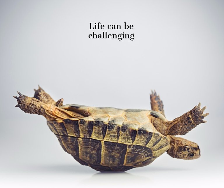 tortoise-upside-down-picture-id170005940.jpg