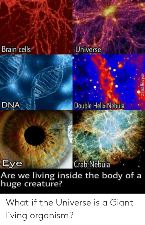 brain-cells-universe-dna-double-helix-nebula-eye-are-we-42399350.png
