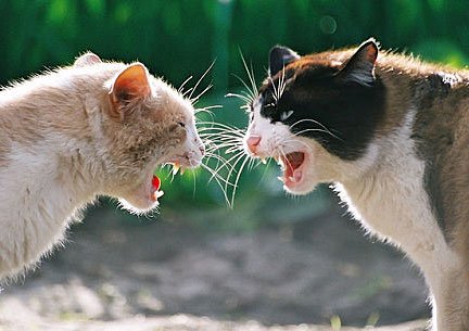 feral-cat-fight-X.jpg