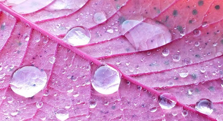 1150-Leafdrops.jpg