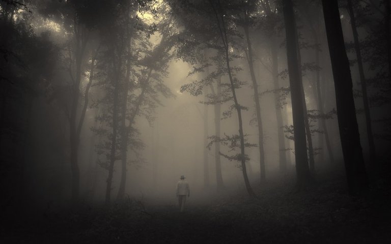 forest-trees-creepy-nature-landscape-misty-lonely-old-man-road-mood-images-209769.jpg