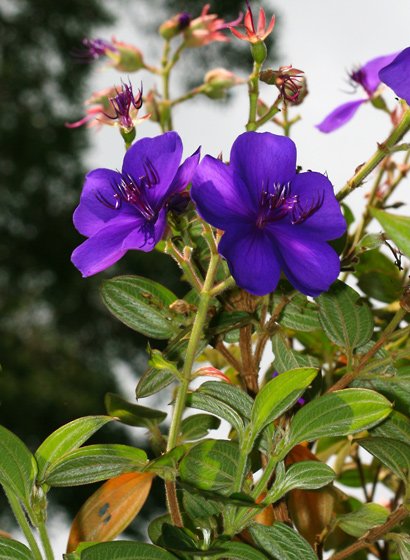 Tibouchina-urvilleana-2.jpg