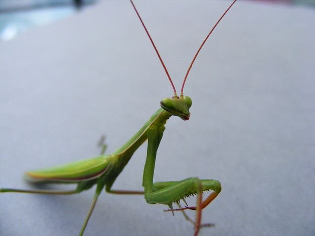 mantis-87248__480.jpg