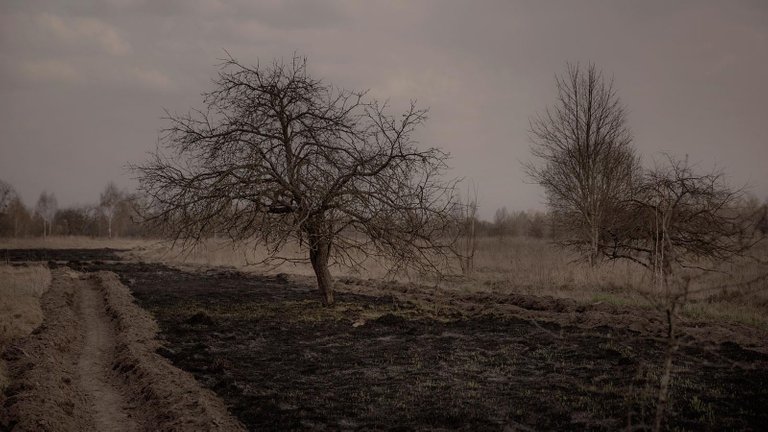 Chernobyl Dead Trees - Photo By Beatrice Lundborg www.RadioactiveChat.Blogspot.com.jpg