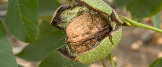 n-WALNUT-TREE-large570.jpg