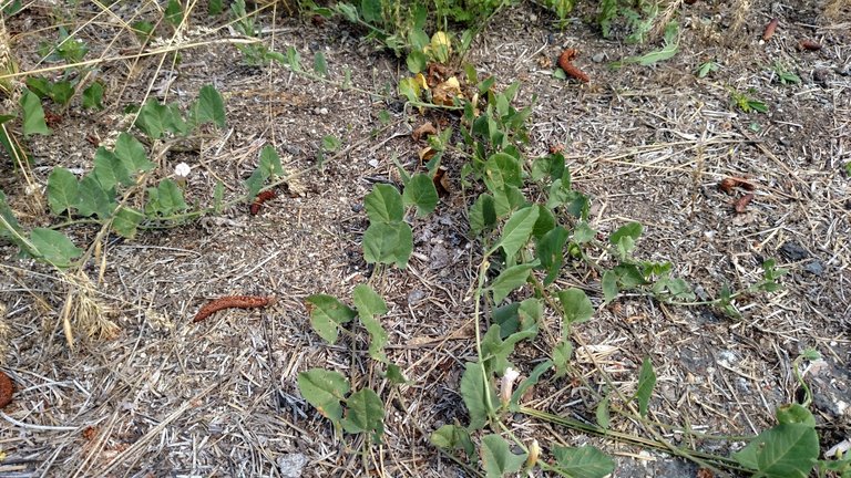 field morning glory vine.jpg