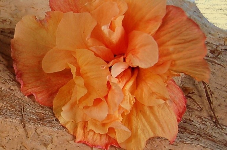 orange_hibsious.jpg