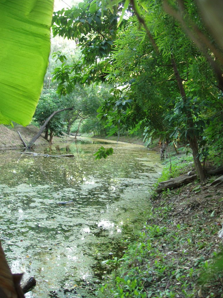 Queen Sirikit Park - vegetation beside stream