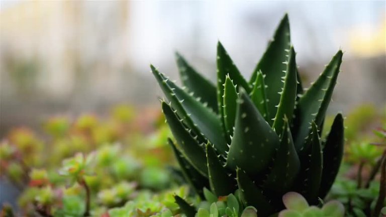 aloe-vera-plant.jpg