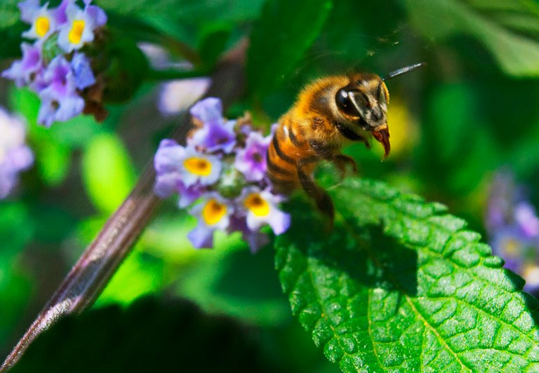 abeja copia.jpg