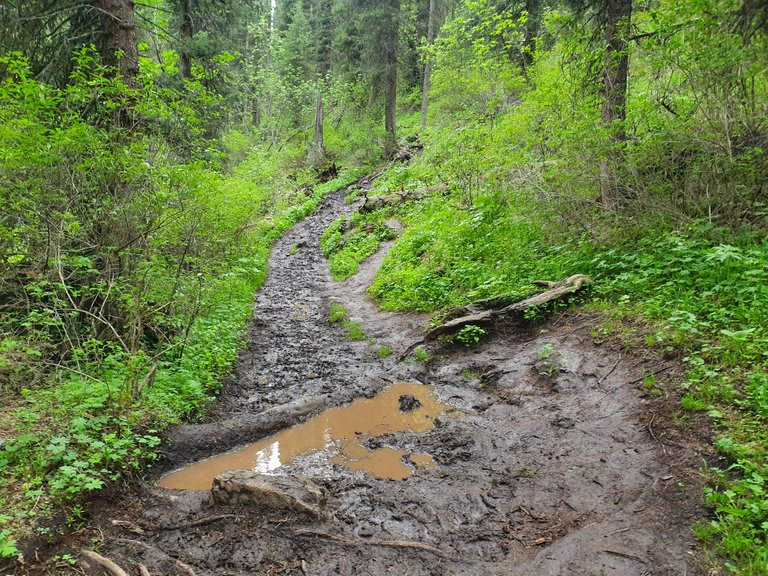 muddy path.jpg