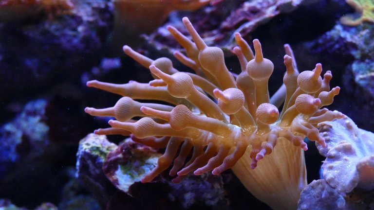 anemone-aquarium-aquatic-262416.jpg