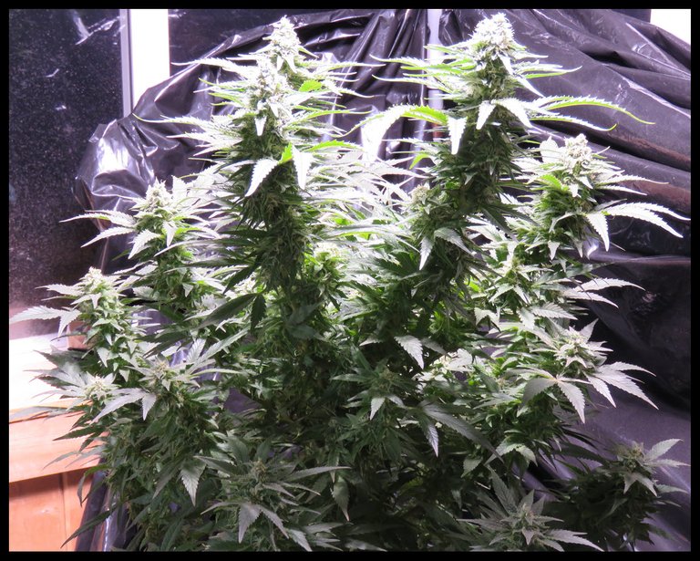 canabic plant just about ready to harvest close up.JPG